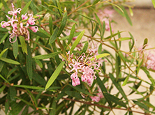 オーストラリア花木